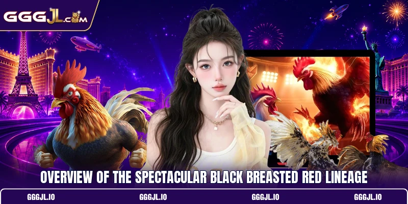 Overview of the spectacular Black Breasted Red lineage